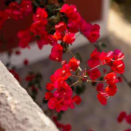 Villehardouin Farm Estate, & Apartments, Minia, Kefalonia