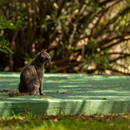 Villehardouin Farm Estate, & Apartments, Minia, Kefalonia