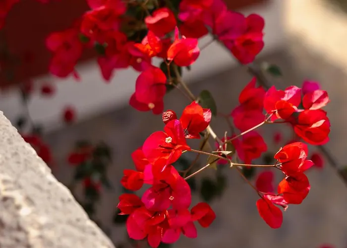 Villehardouin Farm Estate, & Apartments, Minia, Kefalonia