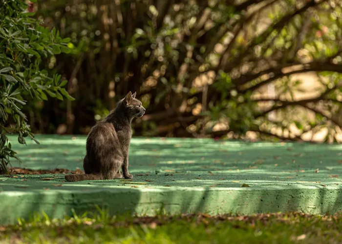 Villehardouin Farm Estate, & Apartments, Minia, Kefalonia